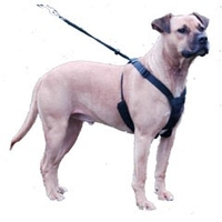 Non-Pull Harness Large