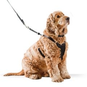 Non-Pull Harness Medium