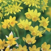 Autumn Bulbs - Yellow Shades Collection 50 Bulbs