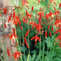 Spring Bulbs - Bessera Elegans 7 Bulbs