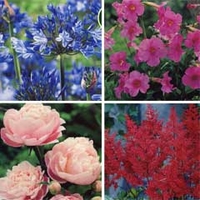 Spring Bulbs - Cottage Garden Collection 4 Bulbs