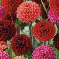 Spring Bulbs - Dahlia Ball Fusion 4 Tubers