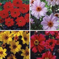 Spring Bulbs - Dahlia Bishops Collection 4 Tubers