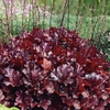 Spring Bulbs - Heuchera Melting Fire 1 Crown
