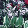 Spring Bulbs - Hosta Fortunei Patriot 1 Root