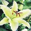 Spring Bulbs - Lily Chill Out 2 Bulbs