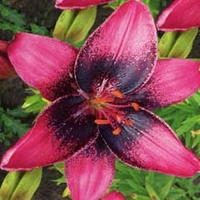 Spring Bulbs - Lily Purple Eye 2 Bulbs