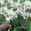 Spring Bulbs - Nerine Alba Ella K 2 Bulbs