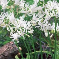 Spring Bulbs - Nerine Alba Ella K 2 Bulbs