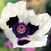 Spring Bulbs - Papaver Royal Wedding 1 Root