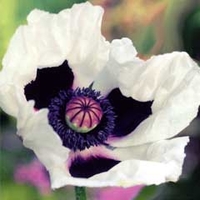 Spring Bulbs - Papaver Royal Wedding 1 Root
