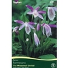 Spring Bulbs - Pleione Formosana - Indoor Plant 1 Pack