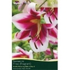 Spring Bulbs - Skyscraper Lily - Friso -2 Bulbs