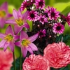 Spring Bulbs - Strawberry Daiquiri Collection 8 Bulbs