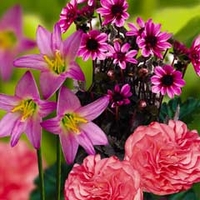 Spring Bulbs - Strawberry Daiquiri Collection 8 Bulbs