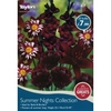 Spring Bulbs - Summer Nights Collection - 25 Bulbs