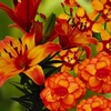 Spring Bulbs - Tequila Sunrise Collection 10 Bulbs