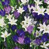 Spring Bulbs - Triteleia Ocean Fusion 20 Bulbs