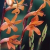Spring Bulbs - Watsonia Meriana 5 Corms