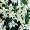 Spring Bulbs -Gladioli Albus 8 Bulbs