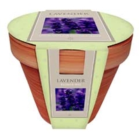 Spring Seeds - Lavender Munstead Flowering Gift Pot