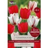 Taylors Tulip Strawberries & Cream - 15 bulbs