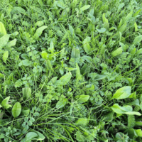 Biodiverse Turf - BioScapes Species Rich Turf designed to improve Biodiversity