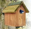 Bird Box with Built In Camera