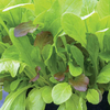 Lettuce Leaves Crunchy Blend - 1 packet (1000 seeds)