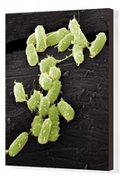 E. coli bacteria,  SEM Canvas Print