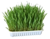Nibble Grass - 100g