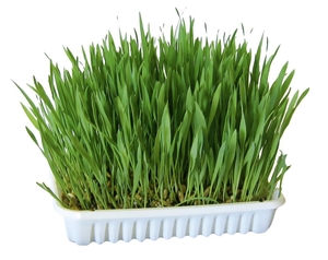 Nibble Grass - 100g
