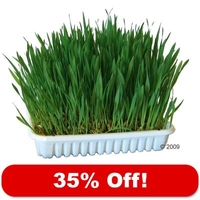 Nibble Grass - 35% Off! - 100g