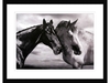 Mellow Meadow Horse Portrait By Jorge Liovet - Framed Print