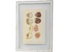 Mollusc Seashells Print in Stone Grey Frame