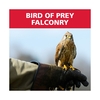 Red Letter Days Bird of Prey Falconry Experience