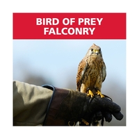 Red Letter Days Bird of Prey Falconry Experience