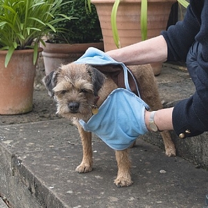 Microfibre Pet Glove