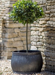 Shallow Round Vence Planter,  Large H33cm - Steel