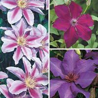 Early Season Flowering Clematis Collection 9cm x 3