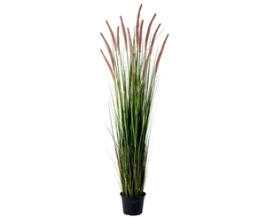 5ft Potted Grass