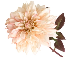Dahlia Stem - Lucy