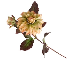 Dahlia Stem - Molly