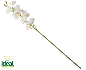 Grand Cymbidium Orchid Spike