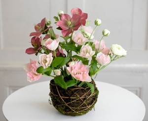 Hellebore Nest