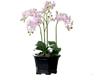 Madame Butterfly Orchid