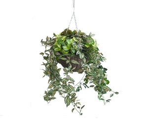 Mixed Green Hanging Basket