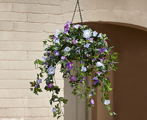 Morning Glory Hanging Basket