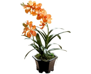 Orange Potted Vanda Orchid