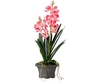 Pink Potted Vanda Orchid